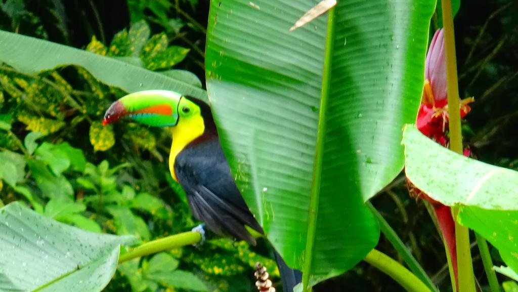 Tropical Paradise Bungalows Pital  エクステリア 写真