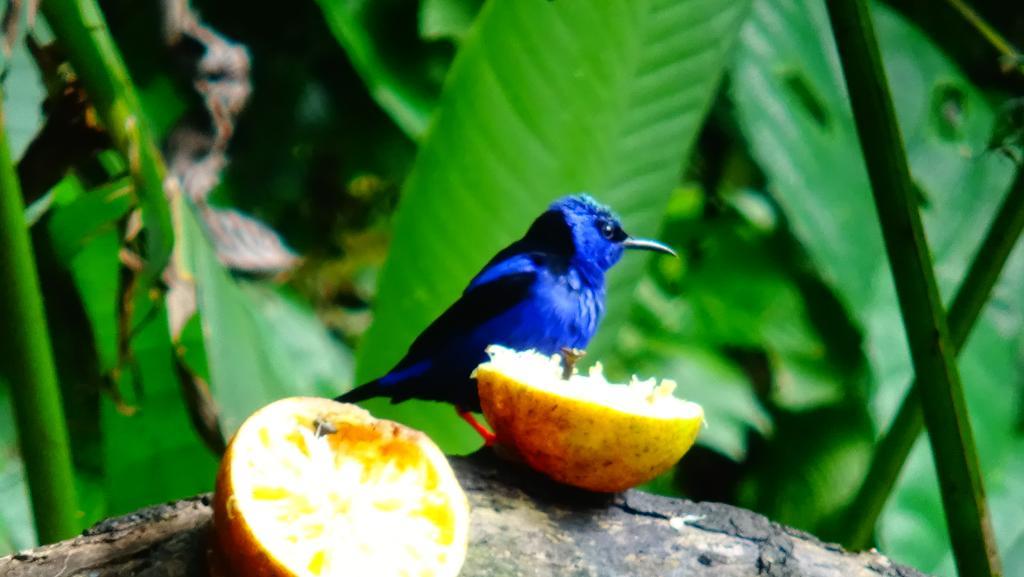 Tropical Paradise Bungalows Pital  エクステリア 写真